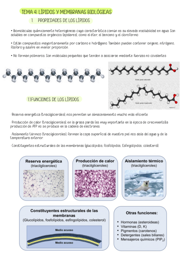 Miniatura del documento TEMA-4.-LIPIDOS.pdf