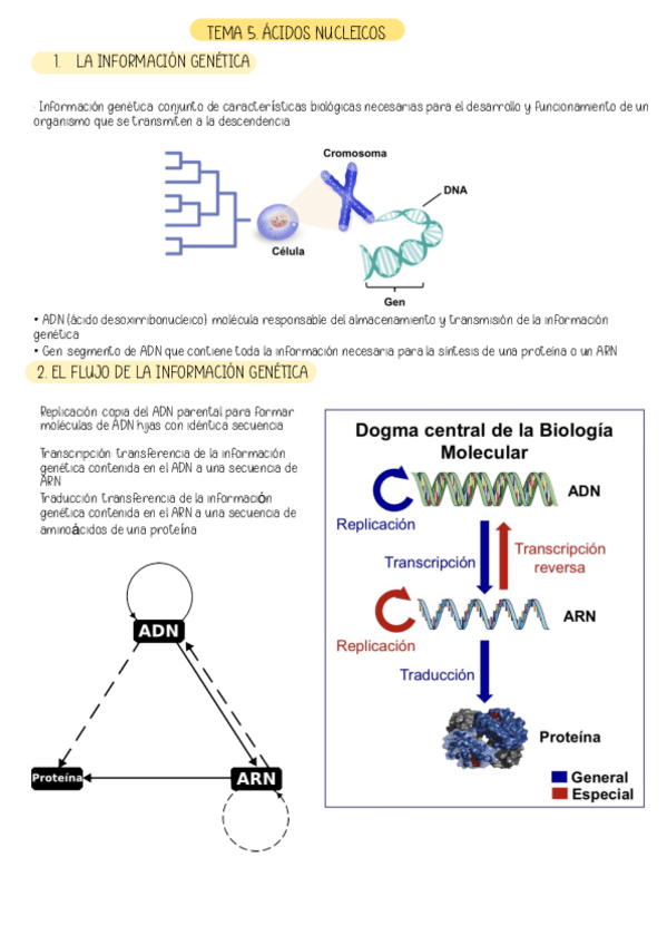 Miniatura del documento TEMA-5.-ACIDOS-NUCLEICOS.pdf