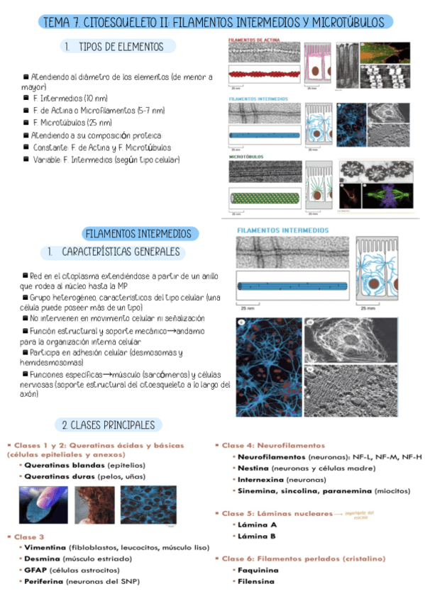 Miniatura del documento TEMA-7.-CITOESQUELETO-II-FILAMENTOS-INTERMEDIOS-Y-MICROTUBULOS.pdf