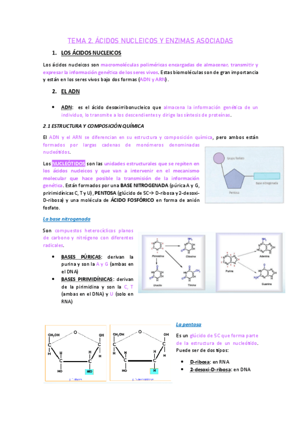 Miniatura del documento TEMA-2.-ACIDOS-NUCLEICOS.pdf