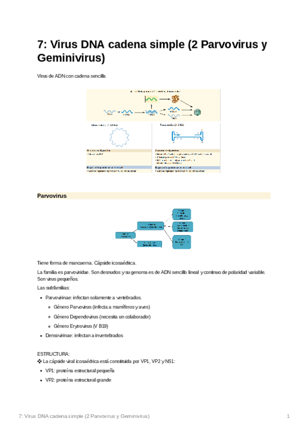 Miniatura del documento 7VirusDNAcadenasimple2ParvovirusyGeminivirus.pdf