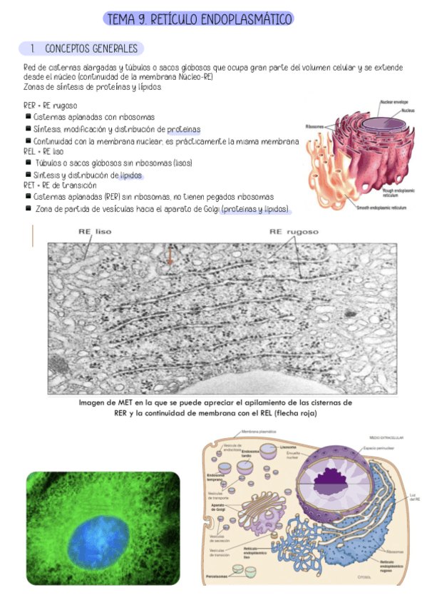 Miniatura del documento TEMA-9.-RETICULO-ENDOPLASMATICO.pdf
