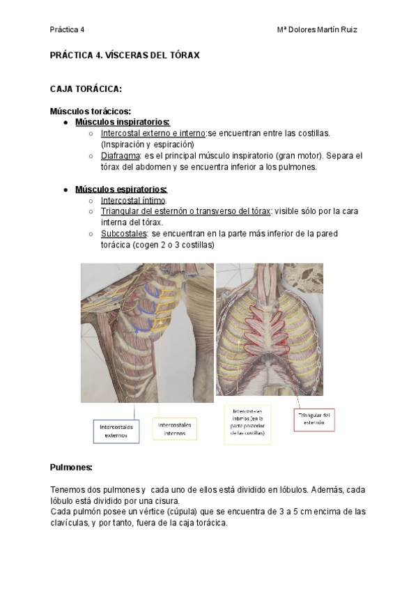Miniatura del documento Practica-4.-Visceras-del-torax.pdf