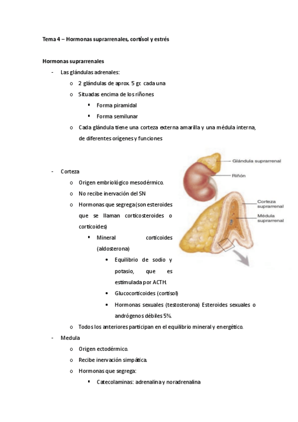 Miniatura del documento Tema-4-Hormonas-suprarrenales-cortisol-y-estres.pdf