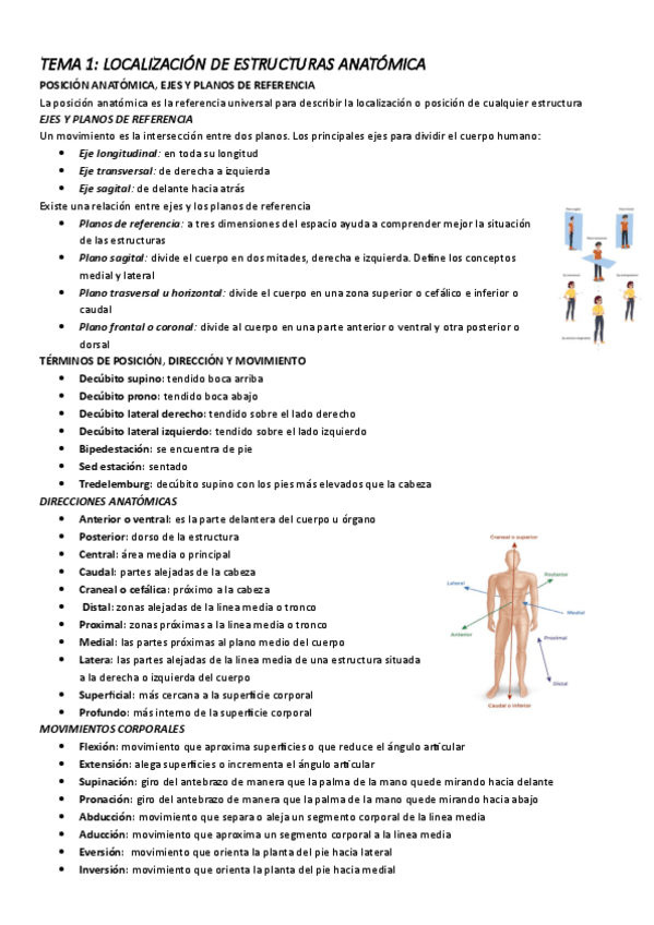 Miniatura del documento ANATOMIA.pdf