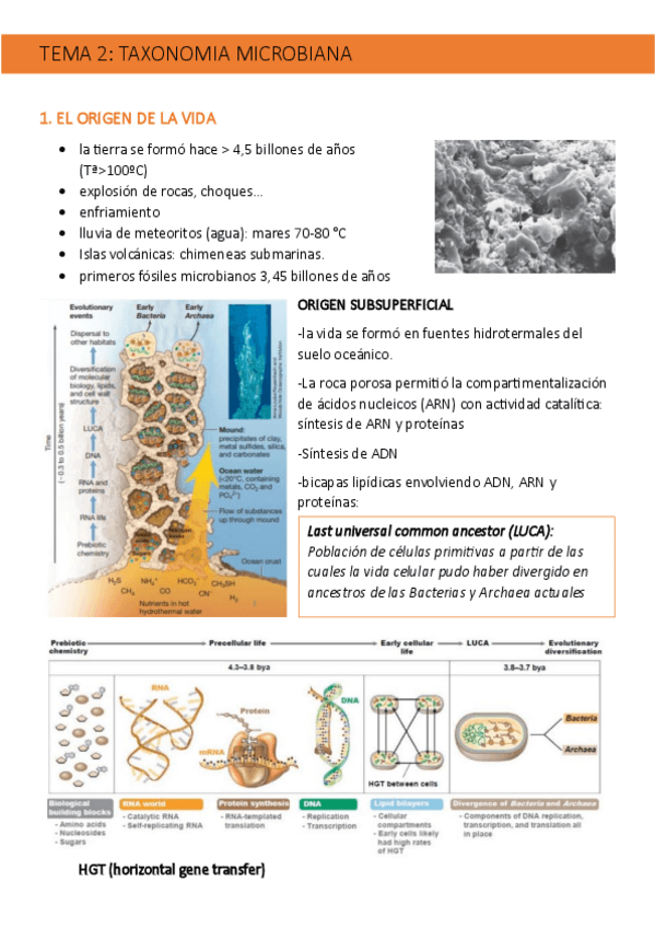 Miniatura del documento TEMA-2-MICROBIOLOGIA.pdf