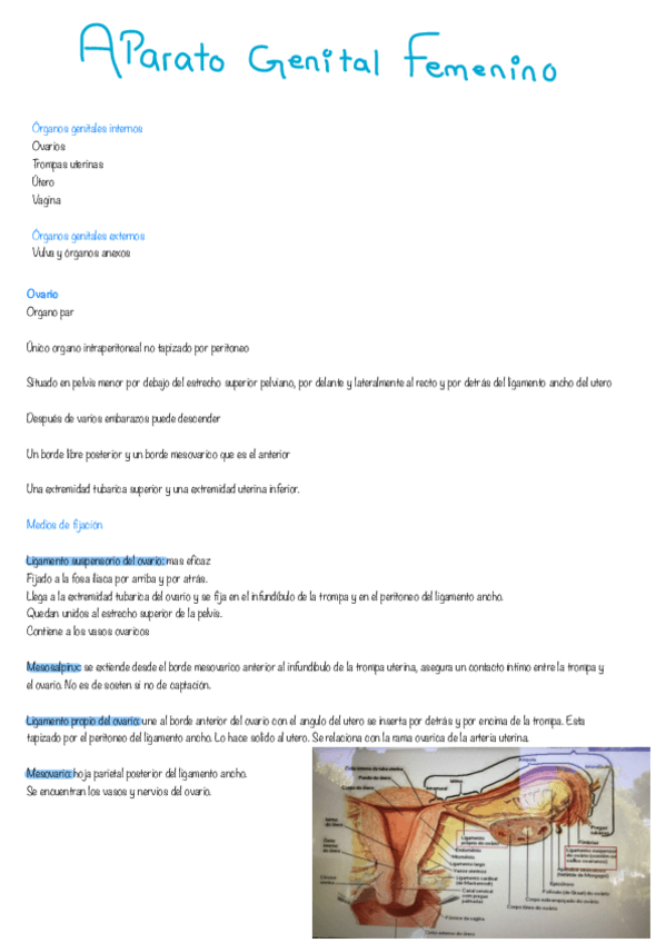 Miniatura del documento Aparato-Reproductor-Femenino.pdf