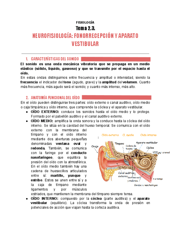 Miniatura del documento fisiologia-tema-2.3.-FONORRECEPCION-Y-EQUILIBRIO.pdf