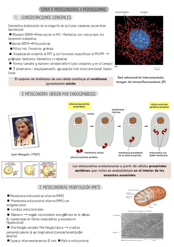 Miniatura del documento TEMA-11.-MITOCONDRIAS-Y-PEROXISOMAS.pdf