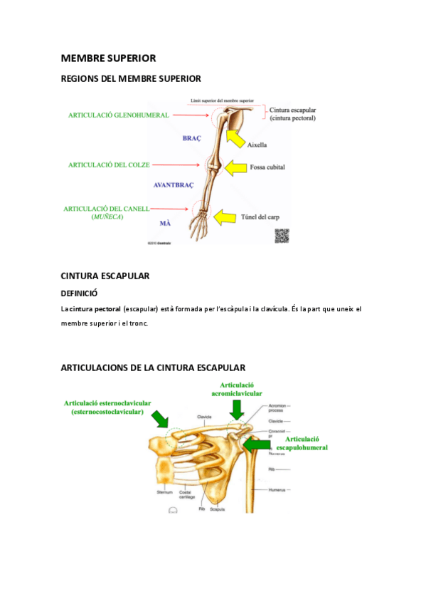 Miniatura del documento MEMBRE-SUPERIOR.pdf