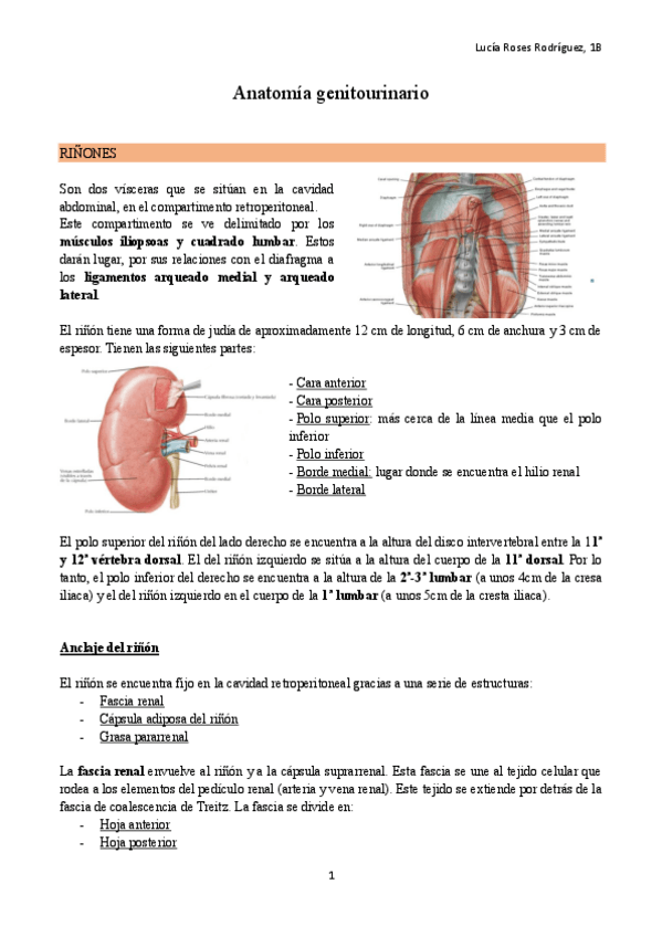 Miniatura del documento Anatomia-genitourinario completo.pdf