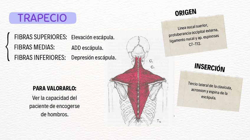 Miniatura del documento Puntos-Gatillo.pdf