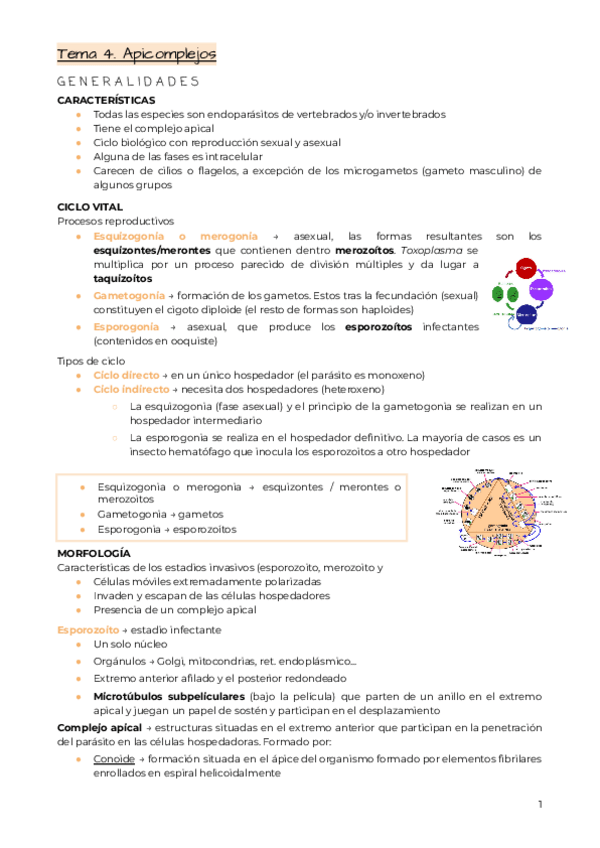 Miniatura del documento Tema-4.-Apicomplejos.pdf
