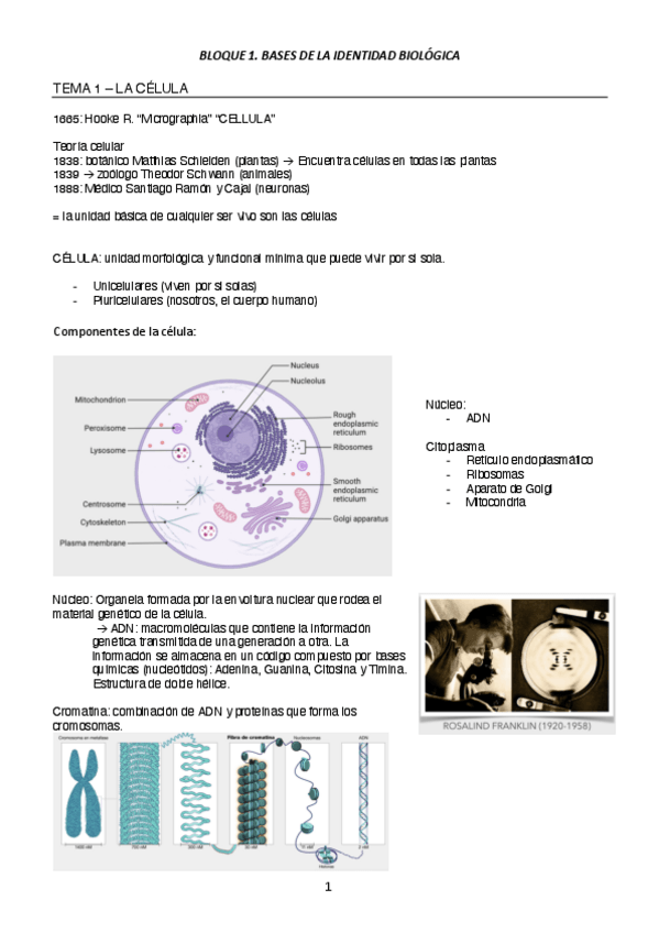 Miniatura del documento FUNDAMENTOS-BIOLOGICOS-DE-LA-CRIMINOLOGIA.pdf