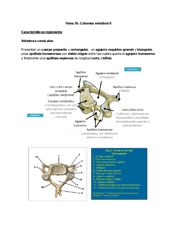 Miniatura del documento Tema-20.-Columna-vertebral-II.pdf