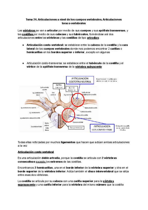 Miniatura del documento Tema-24.-Articulaciones-a-nivel-de-los-cuerpos-vertebrales.-Articulaciones-toraco-vertebrales.pdf