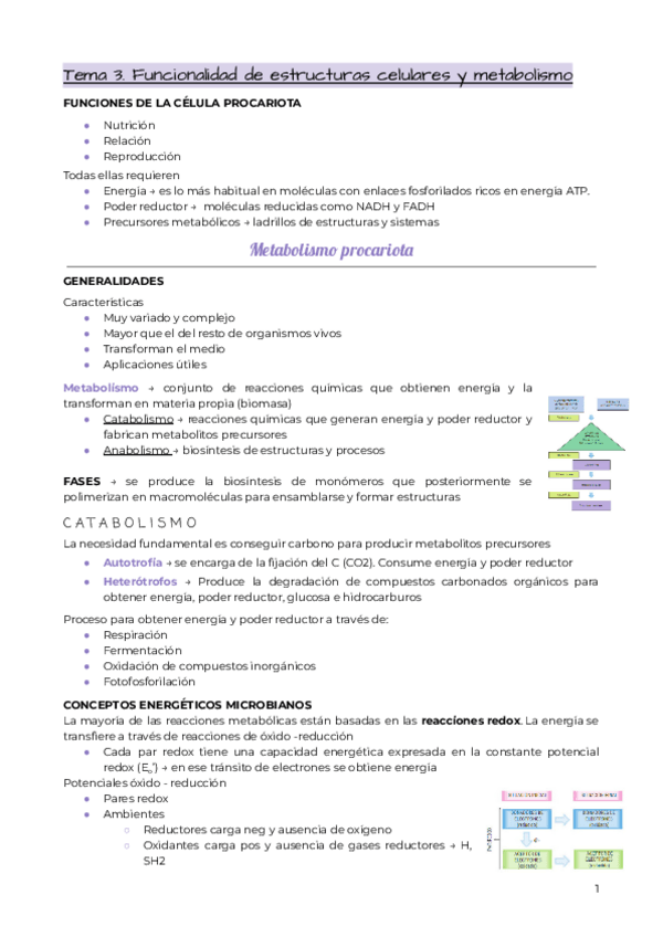 Miniatura del documento Tema-3.-Funcionalidad-de-estructuras-metabolismo-y-crecimiento.pdf
