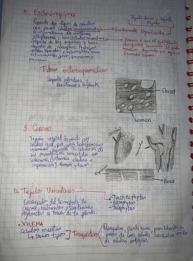 Miniatura del documento Tejidos.jpeg