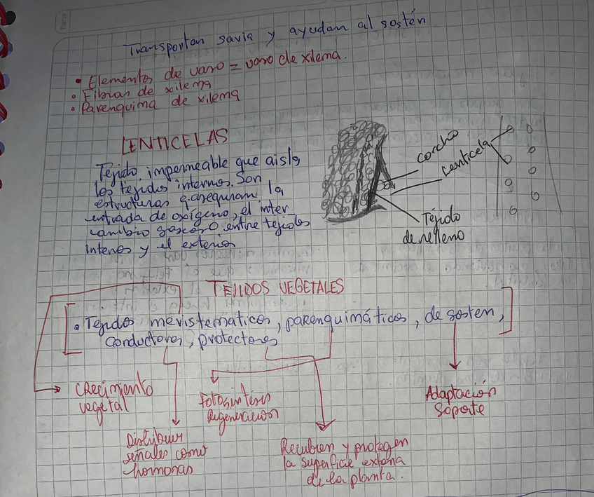 Miniatura del documento Tejidos.jpeg