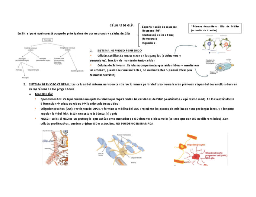 Miniatura del documento esquemas-CELULAS-DE-GLIA.pdf