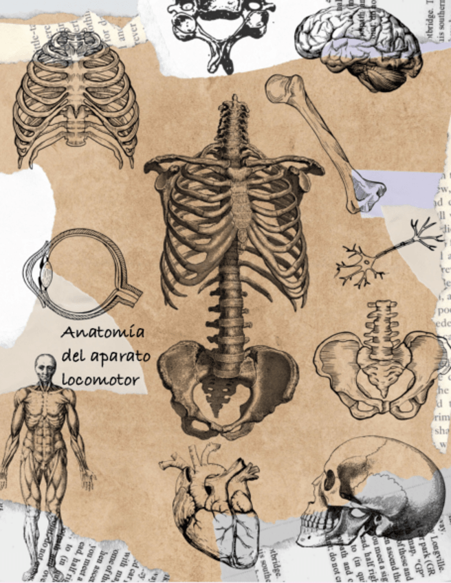 Miniatura del documento Anatomia-Tema-4.pdf