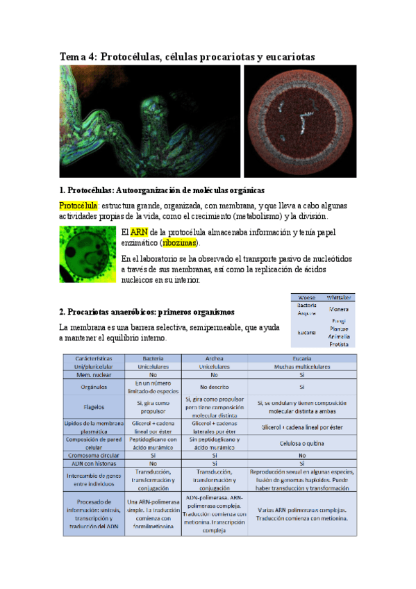 Miniatura del documento Tema-4-Protocelulas-celulas-procariotas-y-eucariotas.pdf
