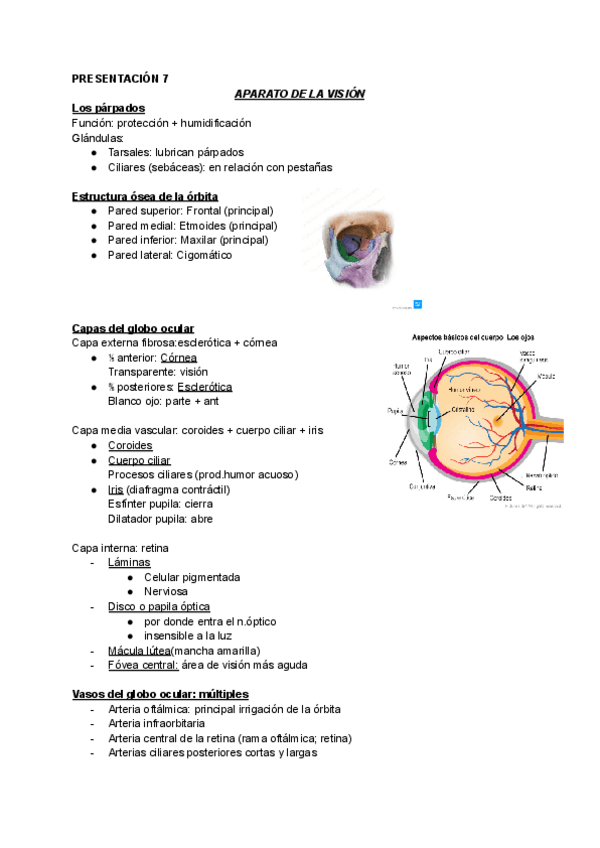 Miniatura del documento Anatomia-Ocular.pdf