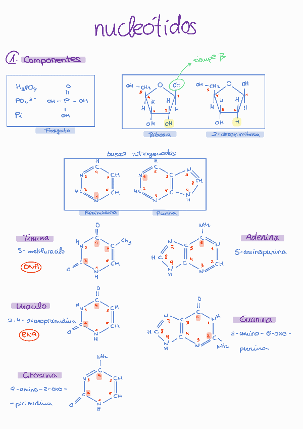 Miniatura del documento Compuestos-nucleicos.pdf