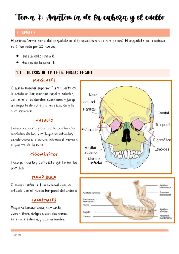 Miniatura del documento Tema-7-Anatomia-de-la-cabeza-y-el-cuello.pdf