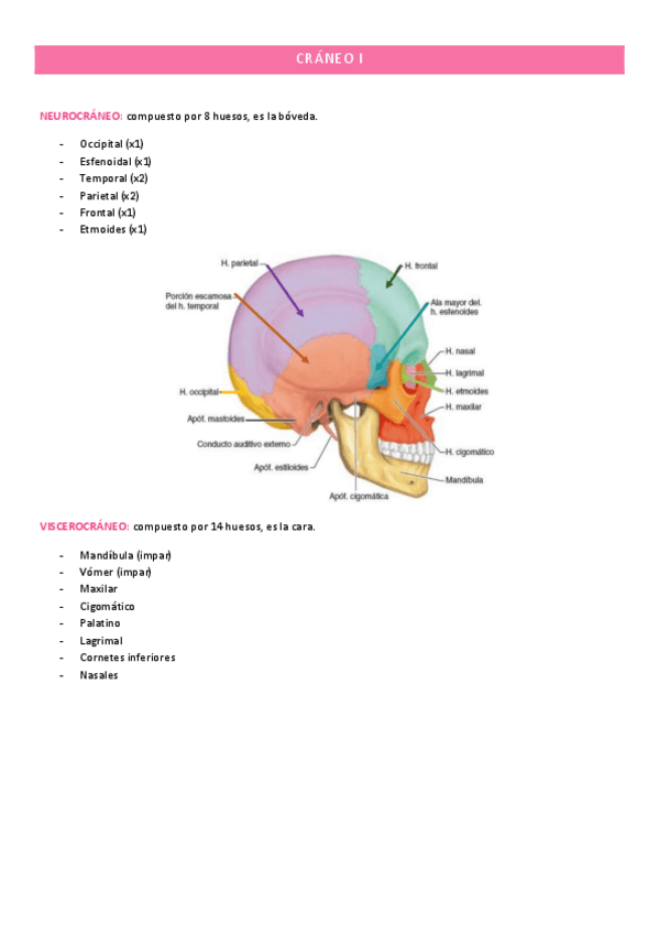 Miniatura del documento CRANEO-I.pdf