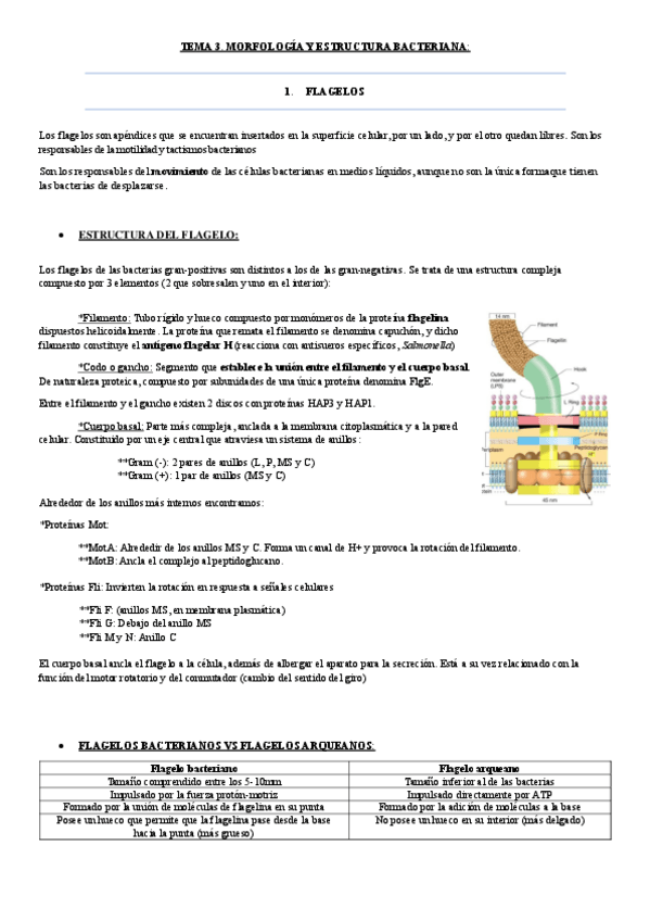 Miniatura del documento tema 3.-morfologia y estructura bacteriana.pdf