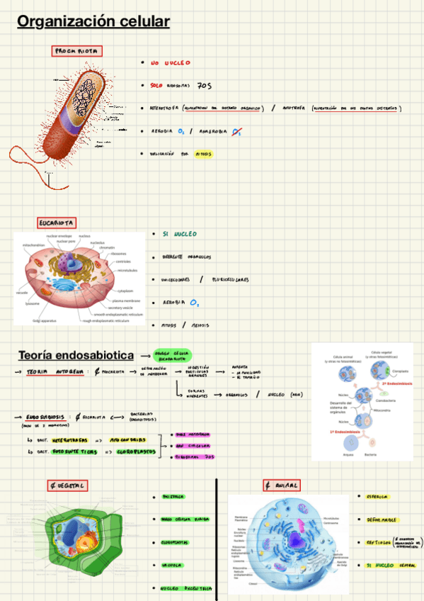 Miniatura del documento Organizacion-celular.pdf