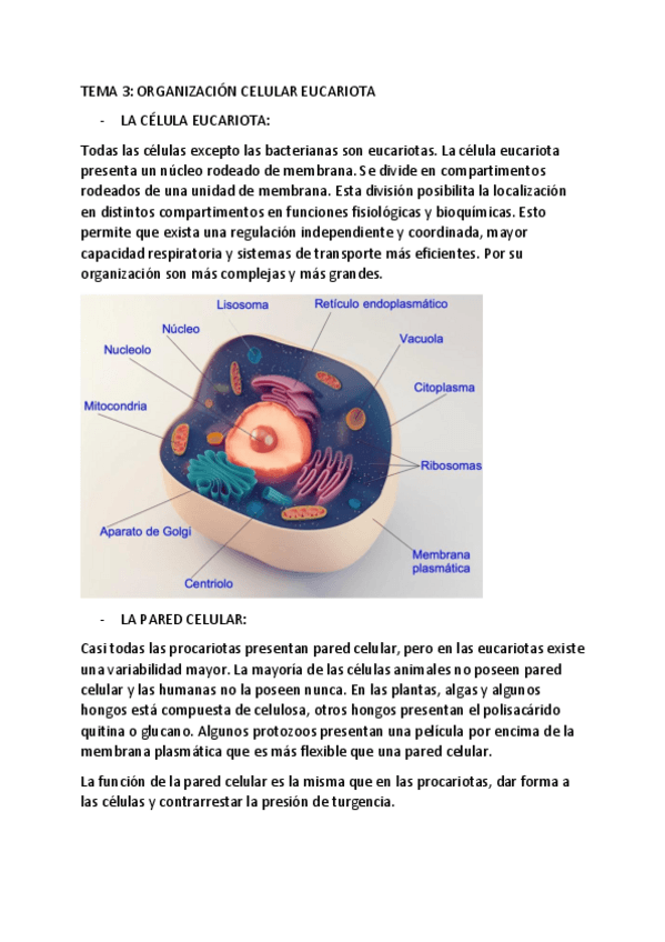 Miniatura del documento TEMA-3-ORGANIZACION-CELULAR-EUCARIOTA.pdf