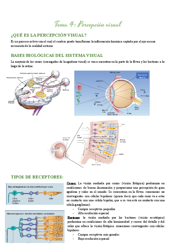 Miniatura del documento Apuntes-Procesos-cognitivos Tema 4.pdf