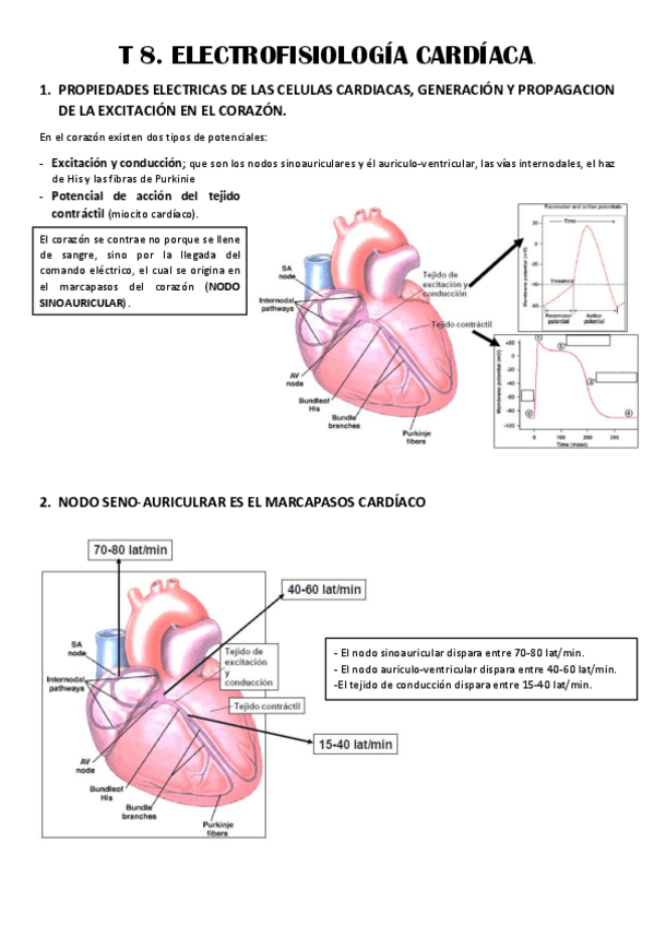 Miniatura del documento T8-ELECTROFISIOLOGIA-CARDIACA.pdf