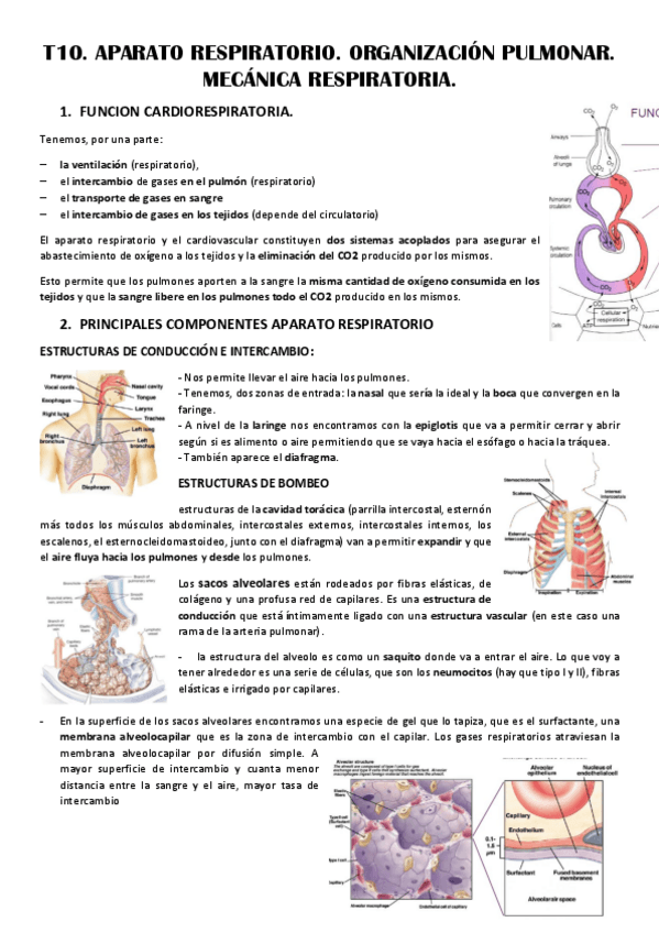 Miniatura del documento T10-APARATO-RESPIRATORIO.pdf