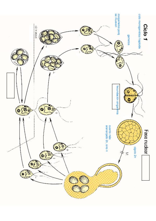Miniatura del documento Seminario-de-ciclos-resuelto.pdf