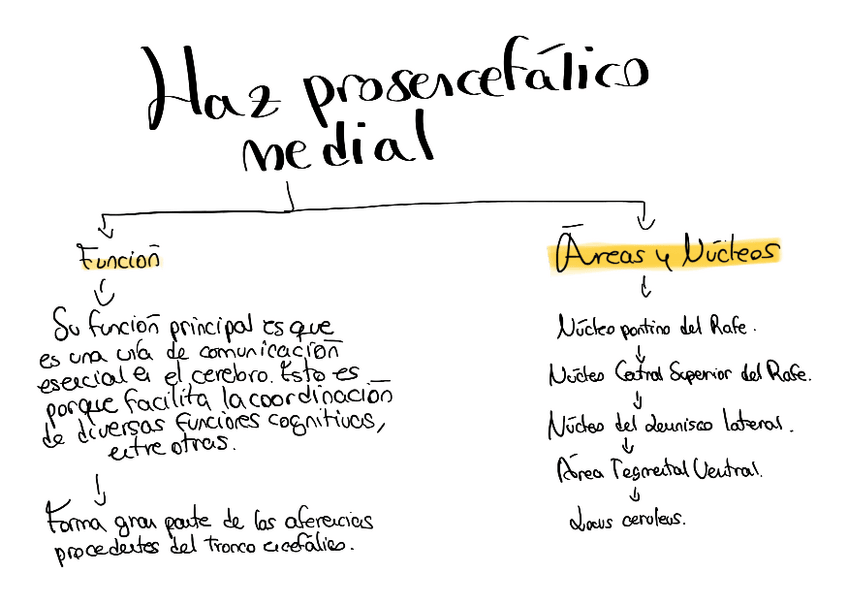 Miniatura del documento Haz-prosencefalico-medial-esquema.pdf