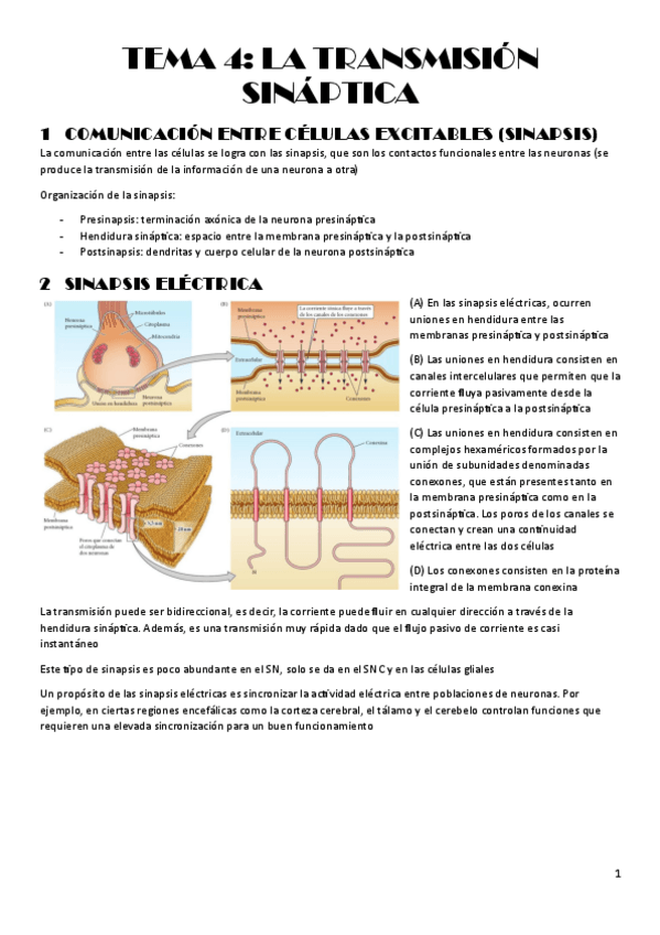 Miniatura del documento TEMA-4.-La-transmision-sinaptica.pdf