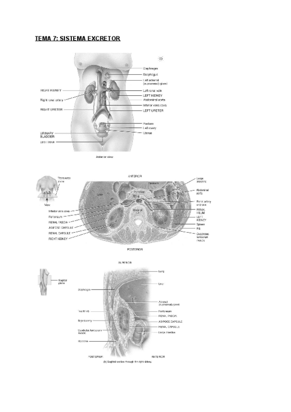 Miniatura del documento Tema-7.pdf