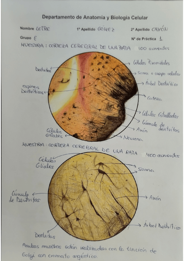 Miniatura del documento cuaderno-practicas-biocel.pdf