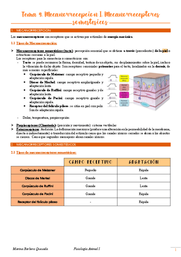 Miniatura del documento Tema-9.-Mecanorrecepcion-I.-Mecanorreceptores-somestesicos.pdf