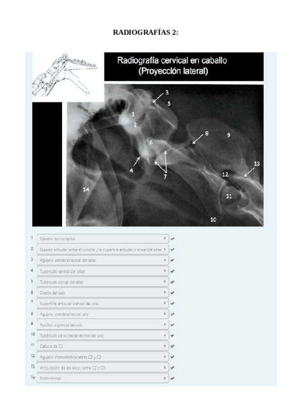 Miniatura del documento TEST-2-Radiografias-corregido.pdf