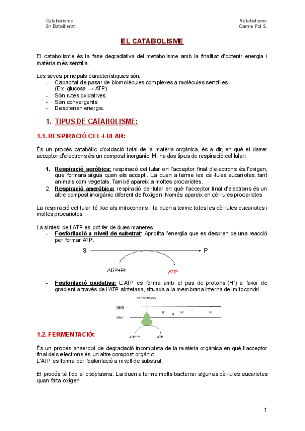 Miniatura del documento El-catabolisme.pdf