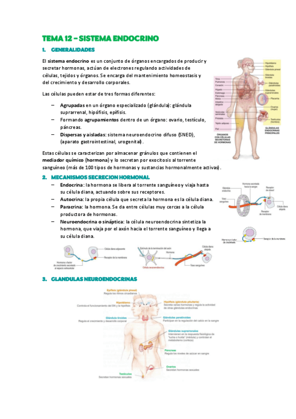 Miniatura del documento TEMA-12-Sistema-endocrino.pdf