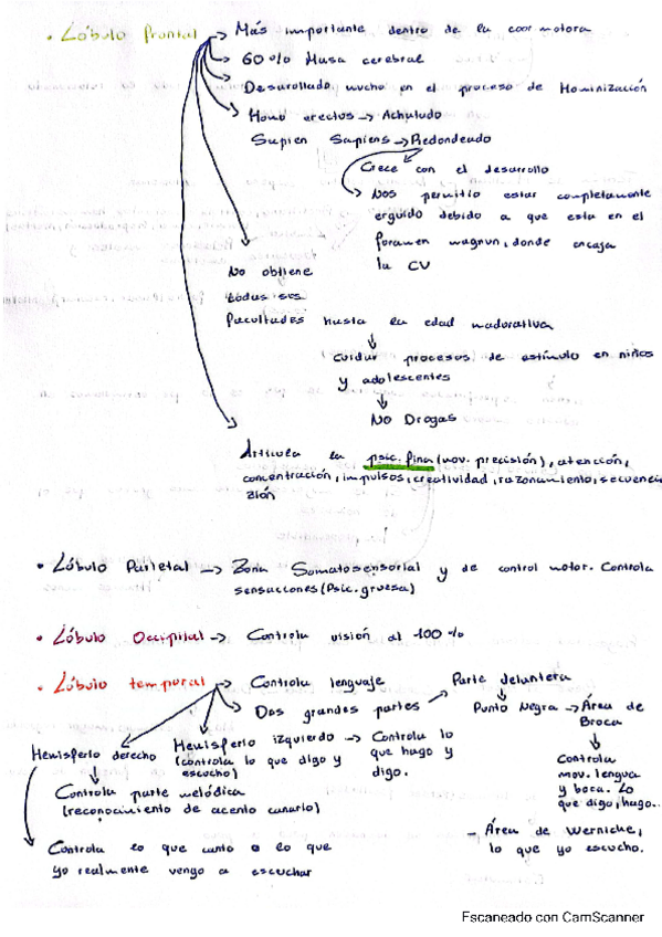 Miniatura del documento Lobulos.pdf
