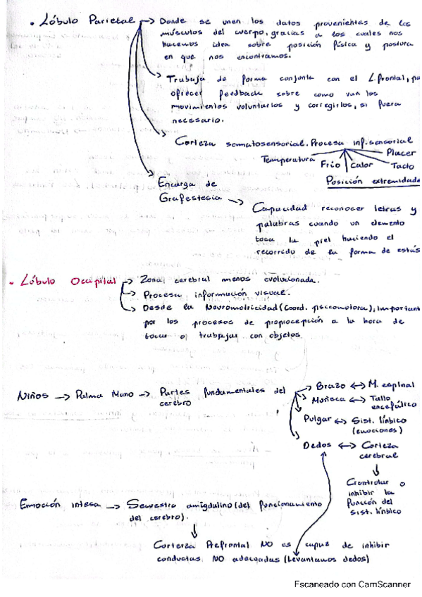 Miniatura del documento Lobulos-1.pdf