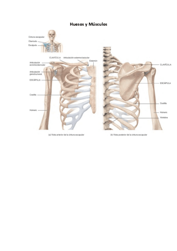 Miniatura del documento Huesos-y-musculos.pdf
