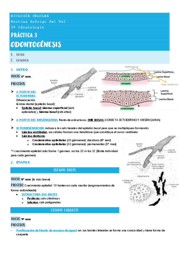 Miniatura del documento Practica-3.-Odontogenesis.-Teoria..pdf