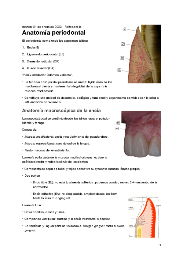 Miniatura del documento Tema-1.-Periodoncia.pdf